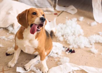 nome engraçado para cachorros