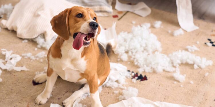 nome engraçado para cachorros