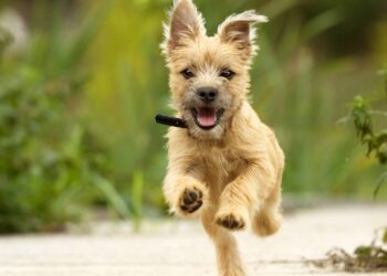 nome para cachorro brincalhão