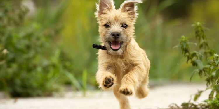 nome para cachorro brincalhão