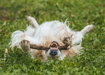 Menino do farol emociona ao trabalhar acompanhado do seu cachorro