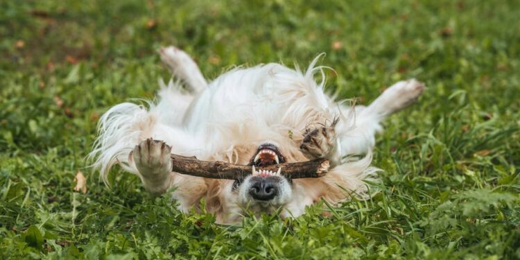 Menino do farol emociona ao trabalhar acompanhado do seu cachorro