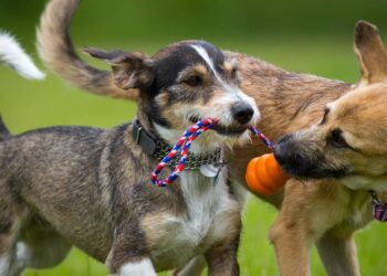 Sem cordas, nem bolas: este é o brinquedo simples que transforma a diversão do seu cão no quintal