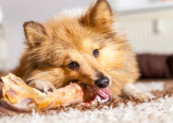 dar osso para cachorro