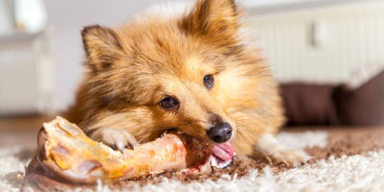 dar osso para cachorro