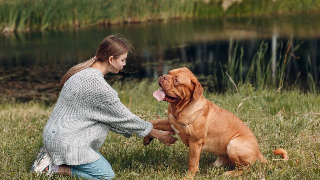 O treinamento para que o cachorro