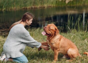 O treinamento para que o cachorro
