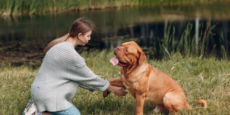 O treinamento para que o cachorro