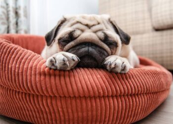 Giros antes do descanso: o que significa quando seu cão roda antes de se deitar?