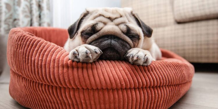 Giros antes do descanso: o que significa quando seu cão roda antes de se deitar?