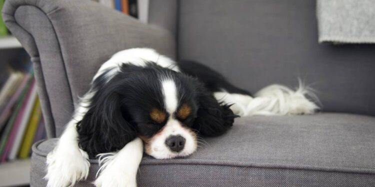 cachorro dormindo muito