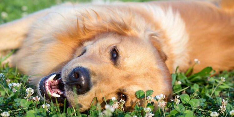 Ideias de nomes delicados para cachorrinhos que encantam logo na primeira chamada