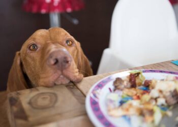 nome para cachorro guloso