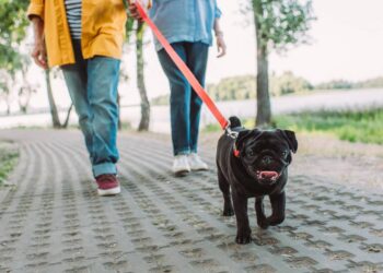 Por que seu cachorro demora tanto para encontrar um lugar para fazer cocô?