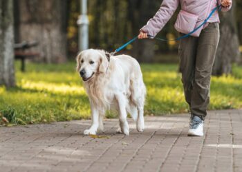 Por que seu cachorro demora tanto para encontrar um lugar para fazer cocô?