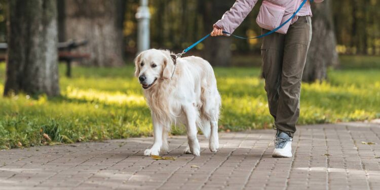 Por que seu cachorro demora tanto para encontrar um lugar para fazer cocô?