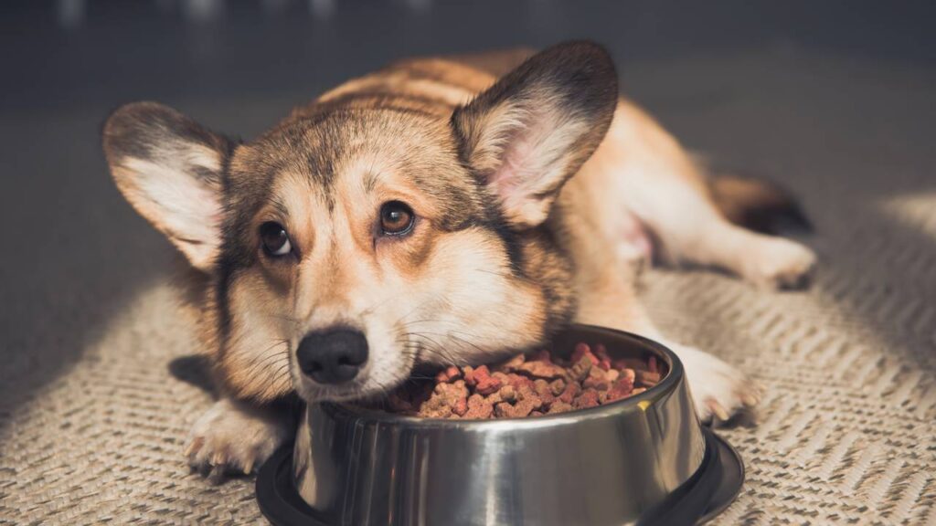 Entenda por que cães rejeitam a ração e quais estratégias ajudam a melhorar a aceitação sem comprometer a alimentação