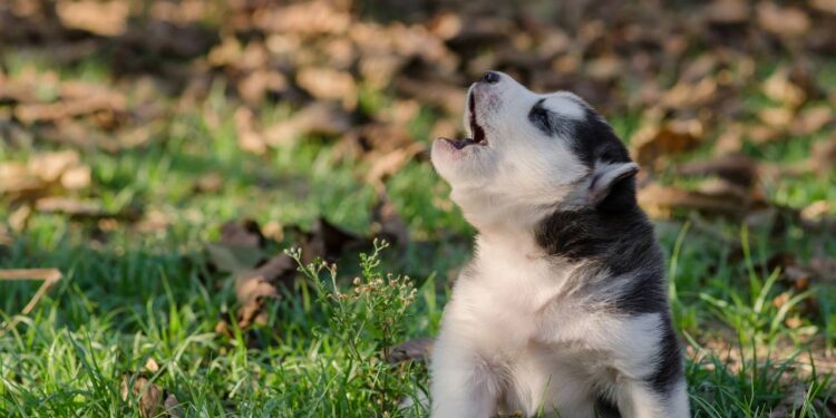 cachorro uivando