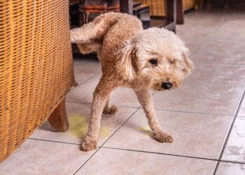 cachorro fazendo xixi dentro de casa