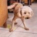 cachorro fazendo xixi dentro de casa