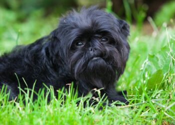 6 ideias de nomes para cachorros pretinhos e sapecas