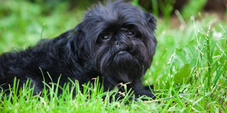 6 ideias de nomes para cachorros pretinhos e sapecas