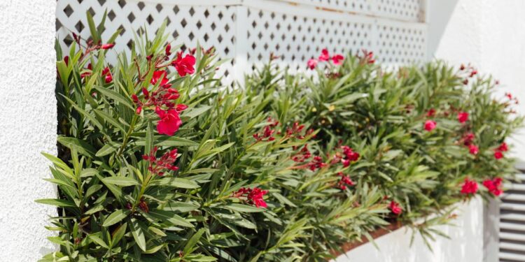 A forma mais simples de criar um jardim organizado e cheio de cor em casa