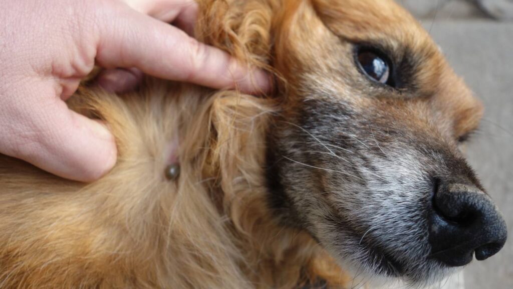 chá de camomila para eliminar carrapatos