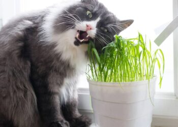 gato comendo catnip