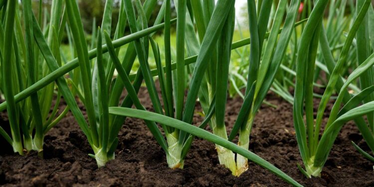 cebolinha em horta
