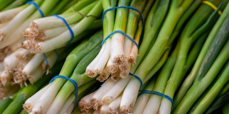 Cultivar cebolinha em vaso é simples e permite colher folhas verdes continuamente com poucos cuidados