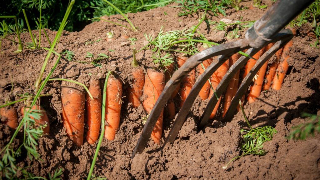 plantar cenoura em apartamentos