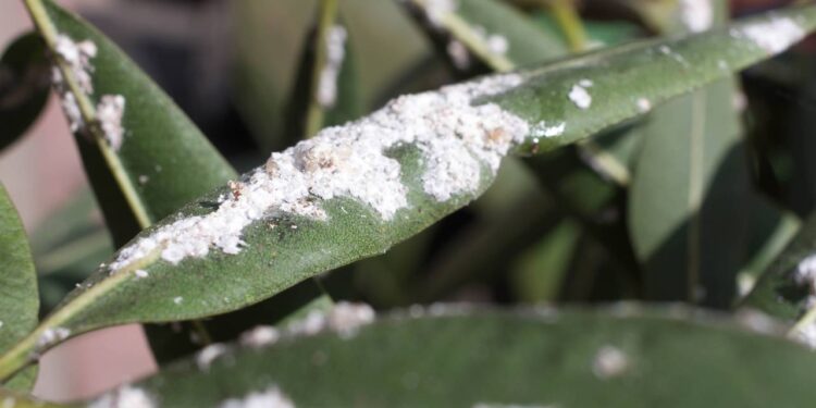 cochonilha farinhenta