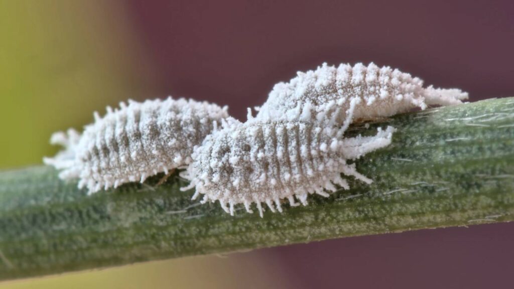 zoom em cochonilhas em planta
