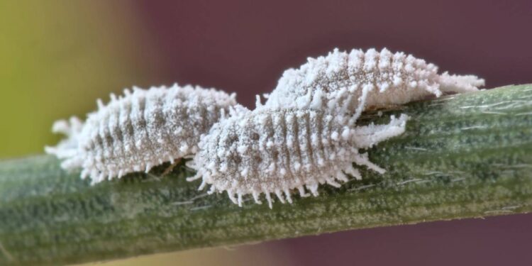 zoom em cochonilhas em planta