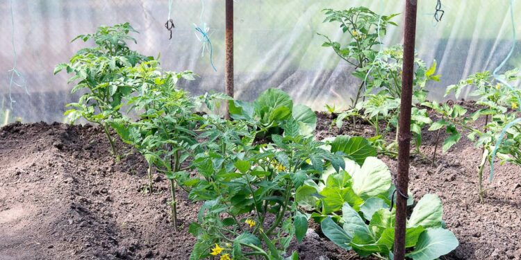 plantar couve em casa