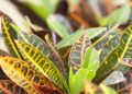 croton folhas