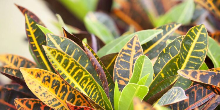 croton folhas