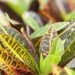 croton folhas
