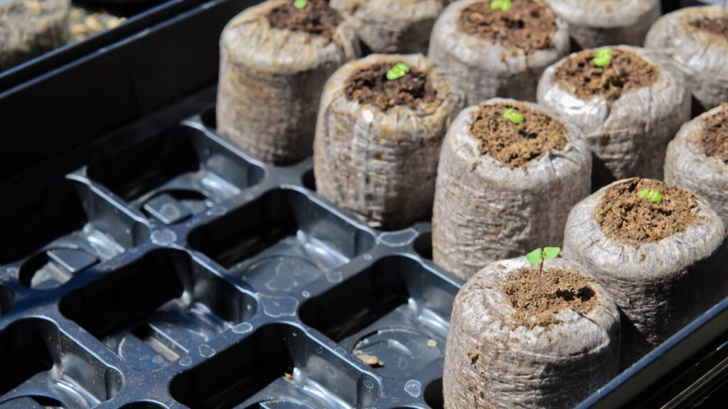 Aprenda a cultivar temperos em casa com vasos, sol e cuidados essenciais