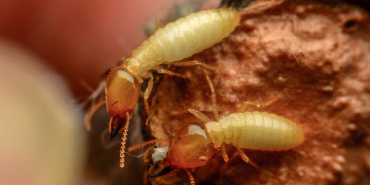 Seus móveis de madeira não servirão mais de alvo para cupins: só 5 colheres de vinagre branco, 300 ml de água e 1 pano úmido já ajudam