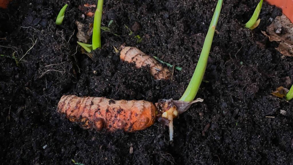 plantio de cúrcuma em casa