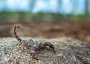 escorpião na natureza