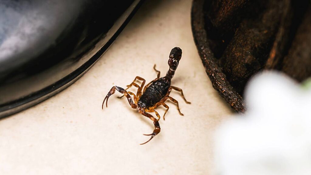 Este aracnídeo tem aparecido na casa dos brasileiros no verão e a sua picada pode ser fatal! Saiba como afastá-lo e proteger toda a sua família