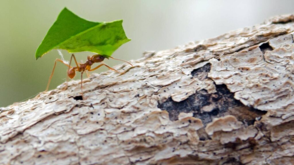 formiga cortadeira