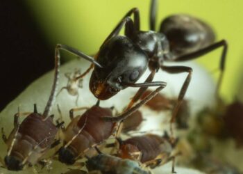 Uma das mais temidas do mundo, a formiga-bala impressiona por ferrão letal e colônias gigantes