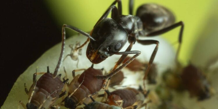 Uma das mais temidas do mundo, a formiga-bala impressiona por ferrão letal e colônias gigantes