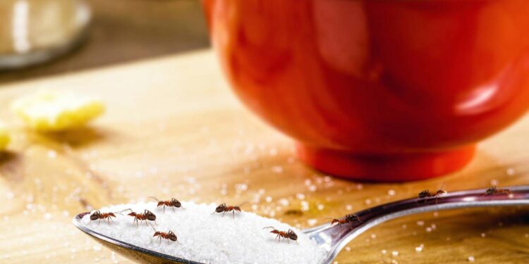 formigas no açucar