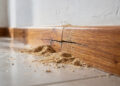 Sinais de cupins e baratas em casa que você não percebe e estão destruindo sua casa