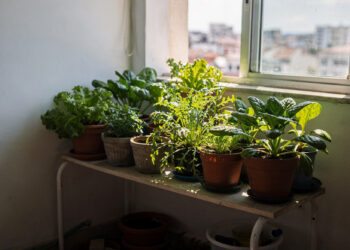 As verduras e temperos que surpreenderam especialistas da Embrapa e crescem em qualquer cantinho da casa, até onde não pega sol